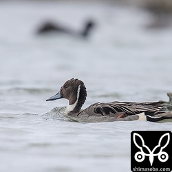 オナガガモのオス。