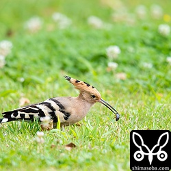 芝の中からサツマゴキブリを捕まえた。