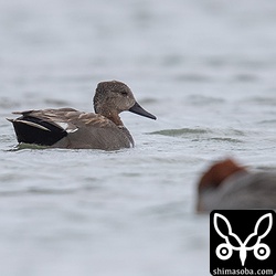 オカヨシガモのオス。うっすらと白い首輪がある個体。