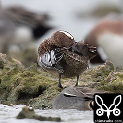 シマアジは、カモの群れの中でも一番近くで羽繕いをしてくれた。メスはハヤブサに飛ばされ、探し出せず。