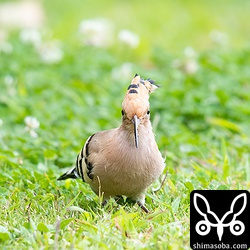 正面顔も可愛らしいヤツガシラです。