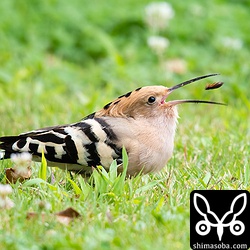 とどめを刺してからパクリ。