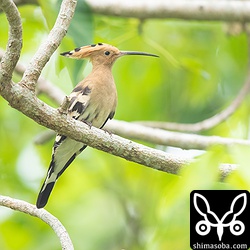 バイクに驚いて木に飛び移った。緊張しているため体が細くなっている。^^