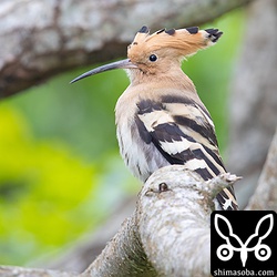 こちらのヤツガシラは1羽。餌を食った後、センダンの木の上でリラックスしていた。