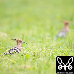 2羽で行動していたヤツガシラは付かず離れずで並んでくれなかった…。