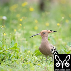 花畑のヤツガシラ。