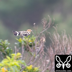 遠くを飛ぶヤツガシラを発見。この個体を入れて同じエリアで4羽を確認できました。
