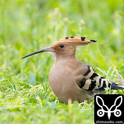 渡ってきたばかりなのか、目の前を軽トラが通ろうが、座り込んでしばらく動かなかったヤツガシラ。