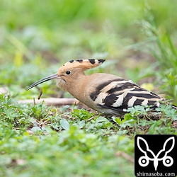 放り投げて呑み込もうとした獲物を落とす。長旅で疲れているのか?
