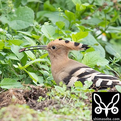 イノシシが掘り返した土の中からゴキブリを探し出していた。