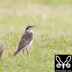 今季初のツグミ。沖縄的珍鳥。^^