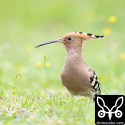 農家の人に少し警戒しますが、飛んで逃げたりはせず、しばらくすると熱心に餌探ししていました。