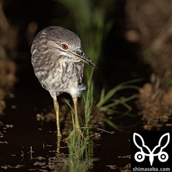 数十羽いたゴイサギもこの幼鳥1羽だけになっていた。