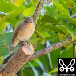 地面に降りて餌をとっていました。開けたところにはあまり出てこなかった。