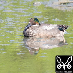 ヨシガモは沖縄では珍しいのですが、今年は3カ所でオスメスそれぞれ2羽の4個体を観察しました。