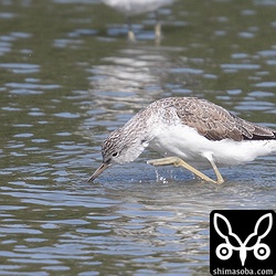 アオアシシギは秋から春の渡りまで入れ替わってはいると思いますが、ずーっと三角池にいます。