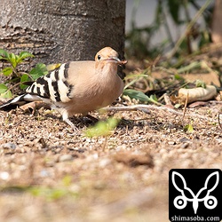 ゴキブリを探し当てると空中へ放り投げて一飲み。ヤツガシラは、沖縄で栄養をつけてさらに北を目指します。繁殖地へ無事に到着してほしいものです。