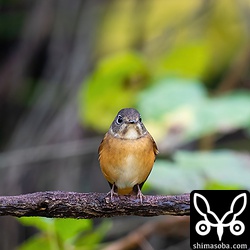 正面から見るとこんな感じ。どこから見ても可愛らしいミヤマヒタキでした。