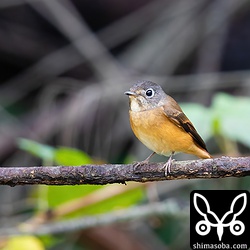 ミヤマヒタキは色合い以外はサメビタキっぽいですね。獲物もサメビタキのように空中キャッチしていました。元の枝に戻る頃にはすでに餌を呑み込んでいた。