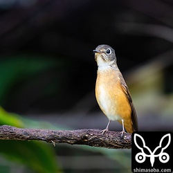 ミヤマヒタキが伸びた!! さらに可愛さ倍増。