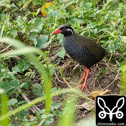 道路を挟んで上のヤンバルクイナと鳴き交わしていた個体。こちらも待っているとイノシシが掘り起こしたと思われる開けた場所に一瞬だけ出てきました。