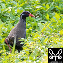 くちばしに泥がついています。灌木の中で餌でも掘っていたのでしょうか。