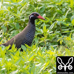 警戒心の強いヤンバルクイナはこの後、足早に茂みに入り逃げていきました。