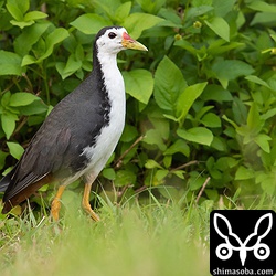 沖縄本島では少ないシロハラクイナも石垣島にはたくさんいます。