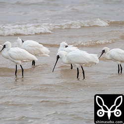 近所の磯辺川河口では、クロツラヘラサギが5羽休んでいた。