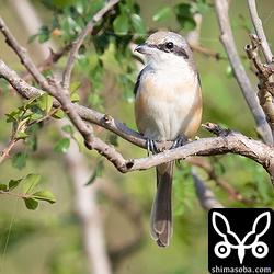 シマアカモズは島内のあちこちにいた。