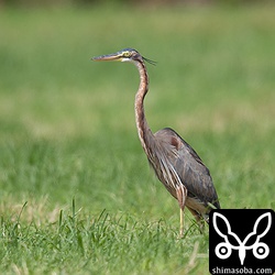 ムラサキサギの成鳥。牧草地で夕日を浴びていた。