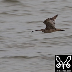 ホウロクシギもいた。