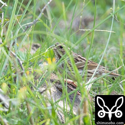 シベリアアオジのメス。飛び立つと尾羽の外側の白色が目立った。