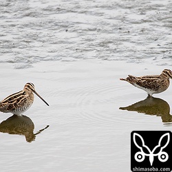 近くには珍しくタシギが出ていました。