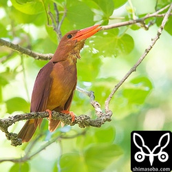 暑さを避けるようにオオハマボウの大きな葉の下でさえずるリュウキュウアカショウビン。おそらくオスと思われます。