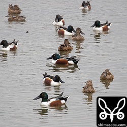 ハシビロガモの群れにコガモのメスが1羽だけいた。