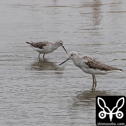 コアオアシシギも2羽いました。手前はアオアシシギ。