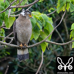 田んぼにはカンムリワシの成鳥。水路の獲物を狙っていました。カニか何かでしょうか。