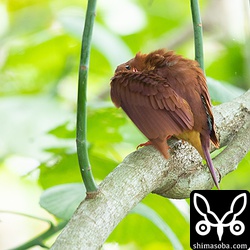 リラックスした状態で羽繕いなどしていましたが、付近で巣作りをしているカラスが邪魔をしにきたので奥に消えてしまいました。