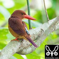 木の陰にリュウキュウアカショウビンの姿がありました。緑の中で美しいですね。