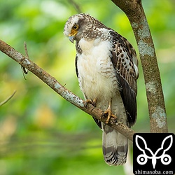 昨年生まれのカンムリワシ。2暦年目のこの時期から成鳥の羽に換羽が始まり、秋ごろには成鳥と変わらない姿になります。大変なれた個体でした。