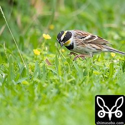ミヤマホオジロは、草丈があるところではぴょんと飛び上がって移動していた。