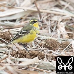 ツメナガセキレイは夏羽へ移行中でみすぼらしいですね。