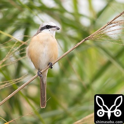 シマアカモズ成鳥オスの夏羽。