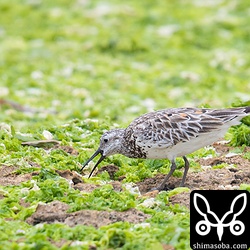 二枚貝を捕まえ丸呑みしていた。