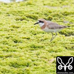 オオメダイチドリ成鳥夏羽。
