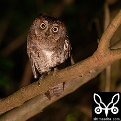 こちらはさえずっていなかったけどオスと思われるリュウキュウコノハズク。