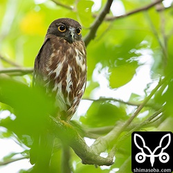 このアオバズクのペアは、オスの方が落ち着いているようでした。