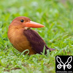 リュウキュウアカショウビンのオス。