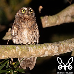 こちらもオス。駐車場にポツンとある木の中でさえずっていた。近くでは数羽のオスもいてメスを獲得するため闇夜に歌っていった。